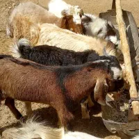 کهره|حیوانات مزرعه|ارسنجان, |دیوار