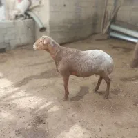 قوچ مغان|حیوانات مزرعه|دینور, |دیوار