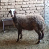 دوعددبره ماده هم برای کشتار هم برای داشت|حیوانات مزرعه|نورآباد, |دیوار