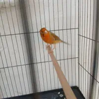 قنار نر سرخ بخون