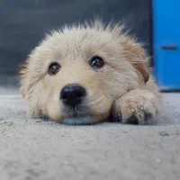 میکس پامر و اشپیتز