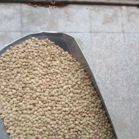 انواع حبوبات محلی بابهترین کیفیت