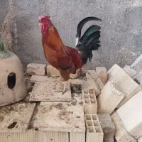 خروس چهل تاج