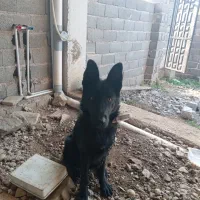 سگ ژرمن ورک مخصوص نگهبانی و اموزش|سگ|لنگرود, |دیوار