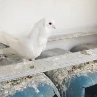 کبوتر گردن فر