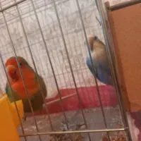 طوطی برزیلی