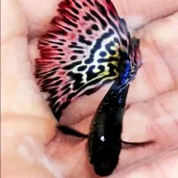 فروش ماهی گوپی