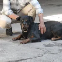 سگ رتوایلر|سگ|اهواز, منازل کارون|دیوار