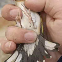 سهره 4گل زنجیری|پرنده|تهران, مینای شمالی (مخبر)|دیوار