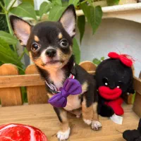 سگ شیهواهوا نر عقیم وارداتی