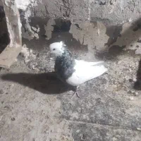 کبوترکوهی گرفتنی|پرنده|اهواز, جانبازان|دیوار