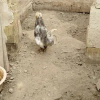 خروس یکساله
