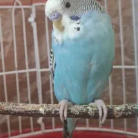 مرغ عشق نر|پرنده|یزد, |دیوار