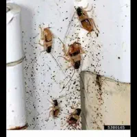 سم پاشی|خدمات نظافت|تهران, تجریش|دیوار