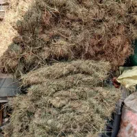 علف بسته بندی شده|خدمات باغبانی و درختکاری|میناب, |دیوار