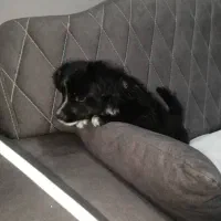 توله پاکوتاه نر|سگ|هشتگرد, تهران دشت|دیوار