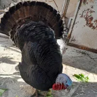 بوقلمون برنز نروماده اصل محلی جهرم|حیوانات مزرعه|جهرم, |دیوار