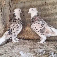 کفتر یه جفت هما سورو کاکولی پرپا خوش خال|پرنده|ری, ولی آباد|دیوار