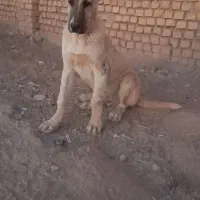 توله اصل خراسانی|سگ|شیراز, شهرک قمشه|دیوار