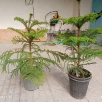 گلمون رسید|گل و گیاه طبیعی|بندر ماهشهر, |دیوار