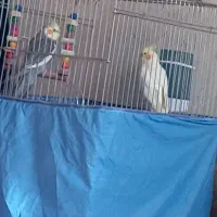 عروس هلندی جفت