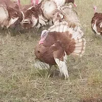 تخم بوقلمون بربورن