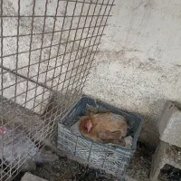 مرغ کرچ