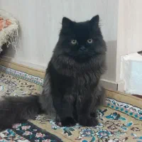 گربه پرشین نر