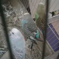 مرغ عشق|پرنده|کرج, عظیمیه|دیوار