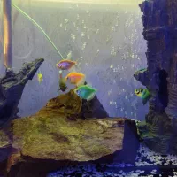 آکواریوم و ماهی|ماهی|هشتگرد, شهرک گلخانه|دیوار