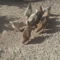 مرغ و خروس محلی