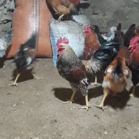 خروس|حیوانات مزرعه|خلخال, |دیوار