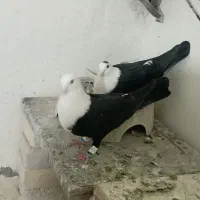 کبوتر کلاغ کله سفید طوقی کرباتی|پرنده|زاوه, |دیوار