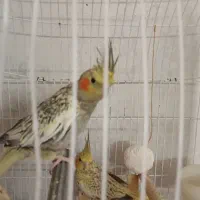 پرنده عروس هلندی