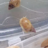 حلزون آلبینو با تولید کلاژن. مناسب جوان سازی پوست