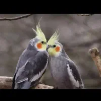 عروس هلندی