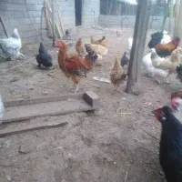 تعدادی خروسهای جوان