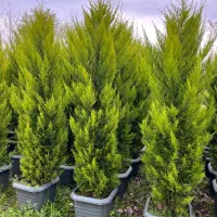 تولیدو فروش انواع گل های بیرونی به صورت عمده