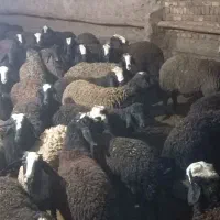 بره نره ماده چال