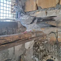 لوت و گرگی سبز|پرنده|بندر ماهشهر, |دیوار