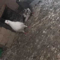 پرنده
