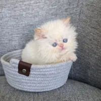 گربه پرشین سفید