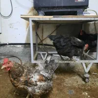 مرغ و جوجه محلی|حیوانات مزرعه|جم, |دیوار