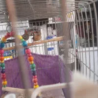 دو عدد فنچ توت فرنگی مولد|پرنده|کرج, برغان|دیوار