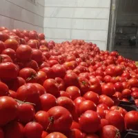 گوجه قرمز خونی به بازار رسید