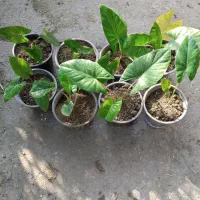 باباآدم ۳۵هزارتومان