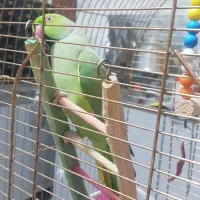 طوطی ملنگو ۲۳ماهه|پرنده|تبریز, |دیوار