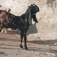 فروش کهره نرلوکس|حیوانات مزرعه|جهرم, |دیوار