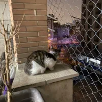 امنیت بالکن برای گربه و کبوتر