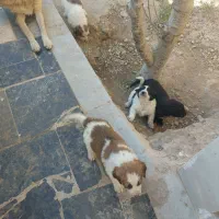 واگذاری رایگان سگ